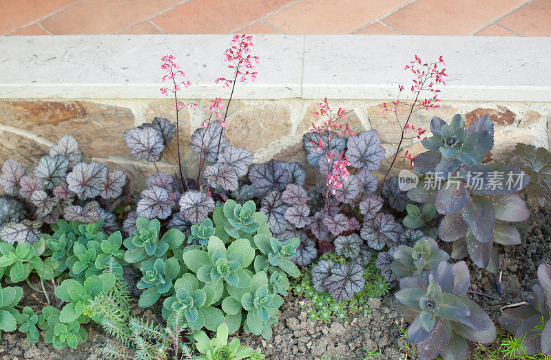 Lewisia Purpurea和Hermelika在《春天的家》前面